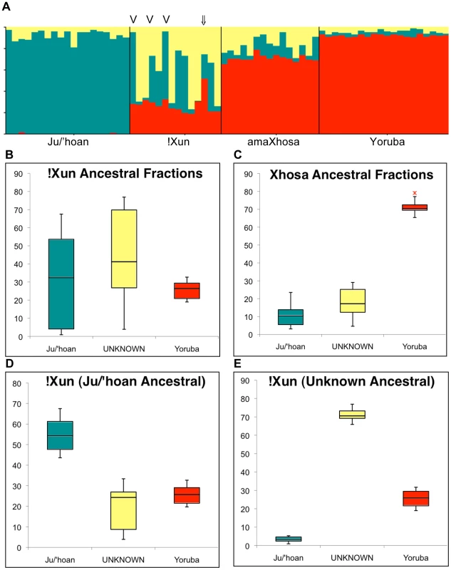 Ju/'hoan-Yoruba ancestry informative markers (AIMs) defined ancestral contributions to the !Xun and amaXhosa, providing evidence for two distinct !Xun lineages with differing ancestral contributions.