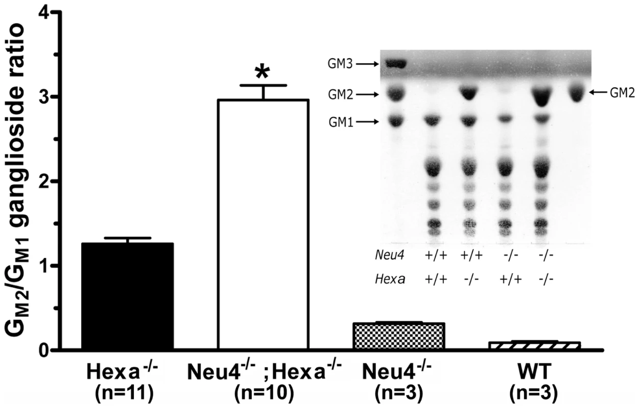 Alteration of G<sub>M2</sub> ganglioside catabolism in the brain tissues of <i>Neu4<sup>−/−</sup></i>;<i>Hexa<sup>−/−</sup></i> mice.