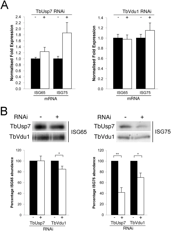 Assessment of ISG65 and ISG75 transcription and biosynthesis under TbUsp7 and TbVdu1 knockdown.