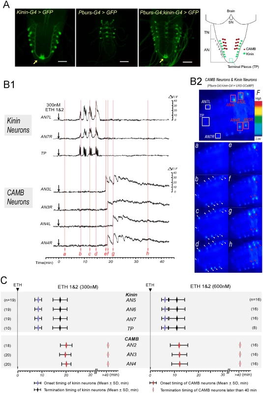 ETH evokes sequential activation of kinin and CAMB neurons.