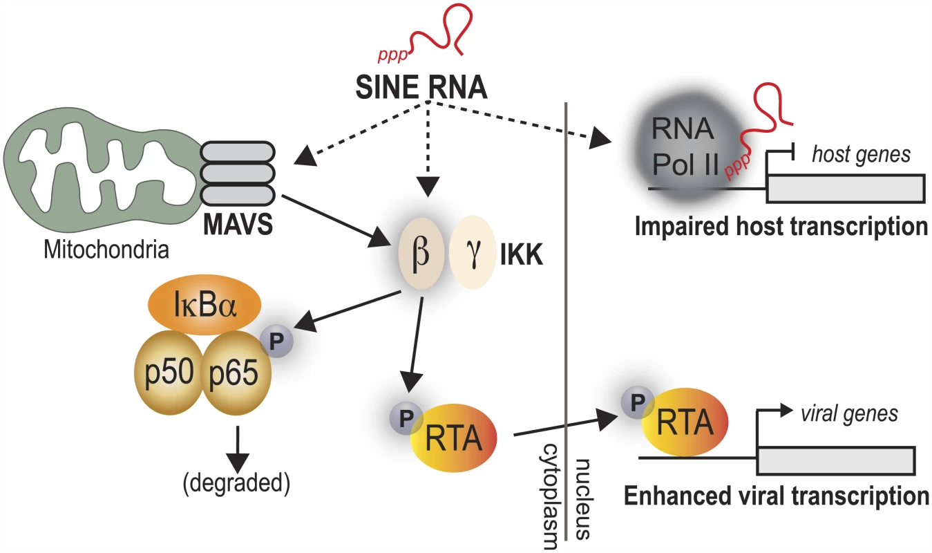Model for SINE RNA enhancement of viral gene expression.