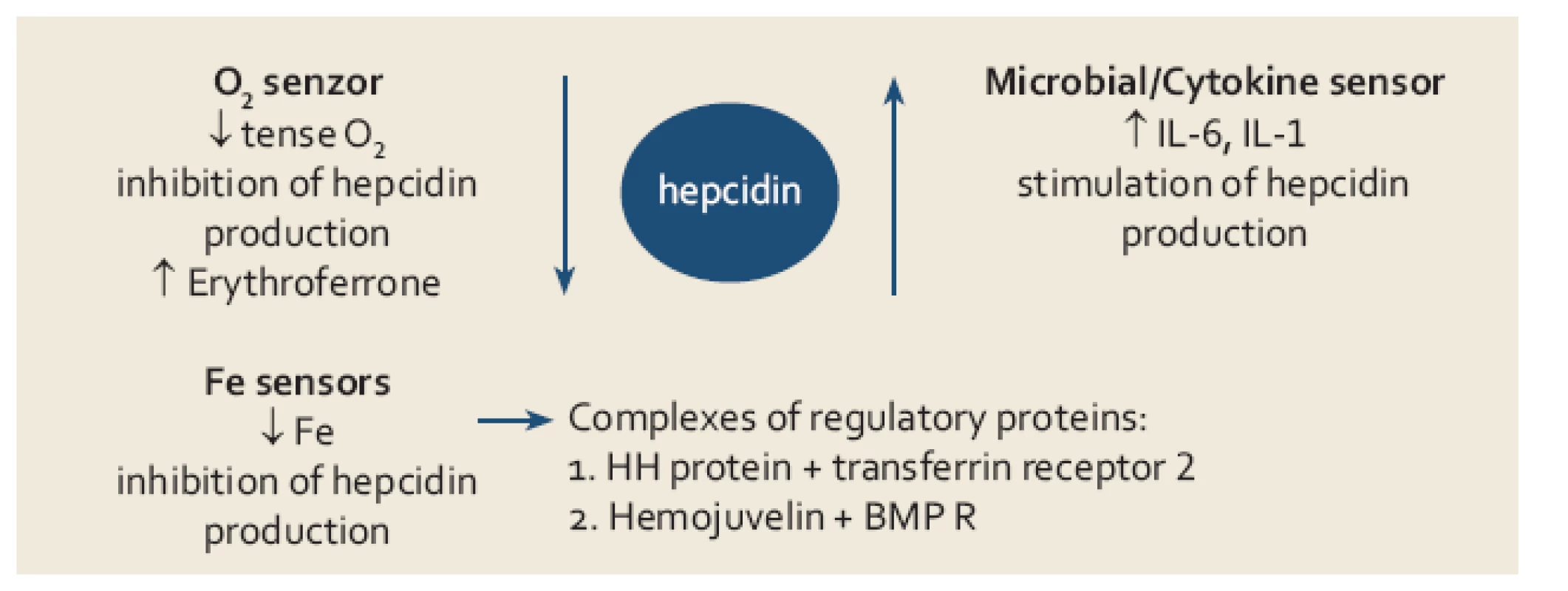 Přehled jednotlivých mechanizmů uplatňujících se v regulaci tvorby hepcidinu.
Fig. 2. Mechanisms involved in the regulation of hepcidin production.
