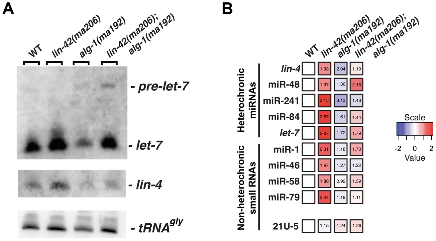<i>lin-42</i> mutations lead to the overexpression of several miRNAs.