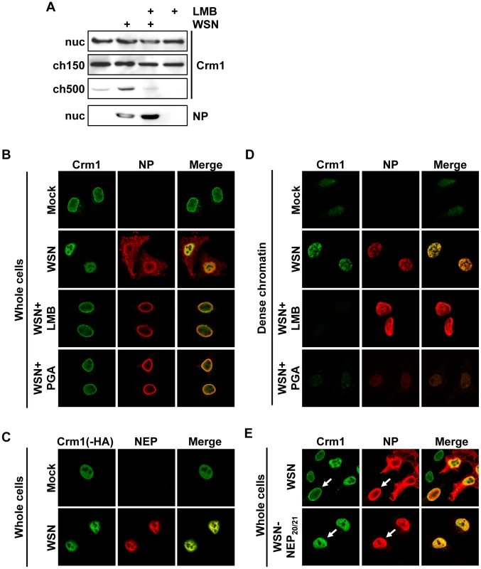 Relocalization of Crm1 to dense chromatin after influenza virus infection.