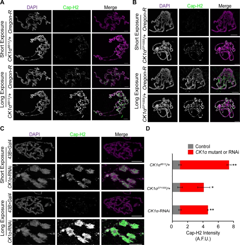 CK1α limits chromatin bound Cap-H2 levels and activity in <i>Drosophila</i> salivary glands.