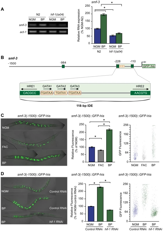 Activation of <i>smf-3</i> during iron deficiency is dependent on an IDE in the <i>smf-3</i> promoter.