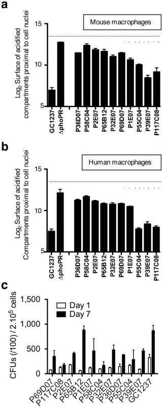 Phenotypic cell-based assay identifies 10 <i>M. tuberculosis</i> mutants that rapidly traffic into acidified phagosomes.