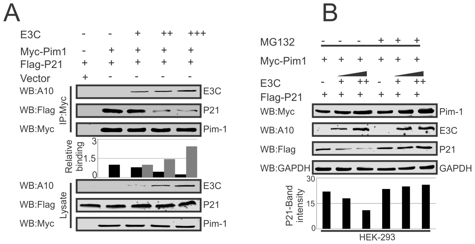 EBNA3C competes with p21 for Pim-1 binding.