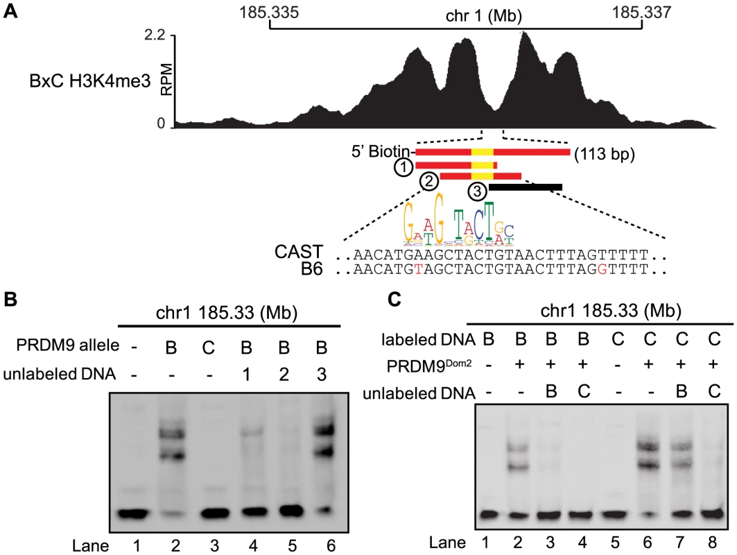 Hotspot haplotype influences PRDM9 binding.