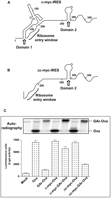 Domain 1 of the c-myc IRES is responsible for the effect of the c-myc IRES on GAr-dependent translation control.