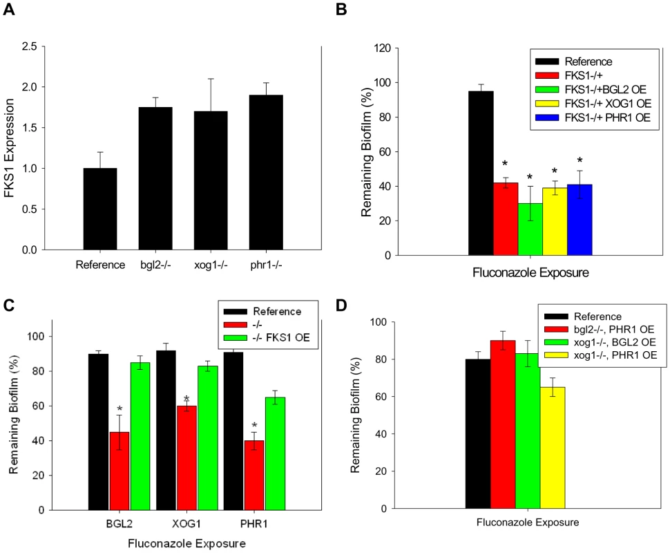 Relationship between β-1,3 glucan synthase and modification enzymes during biofilm growth.