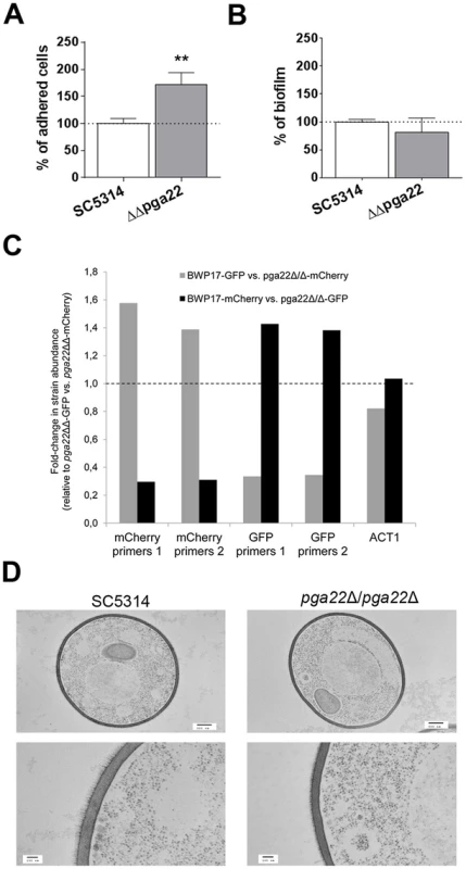 <i>PGA22</i> inactivation results in increased adherence, higher occupancy of a mixed biofilm and alteration of the cell wall outer layer.