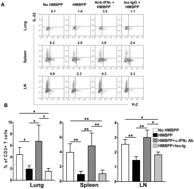 Anti-IFNγ neutralizing Ab treatment reversed the HMBPP-mediated down-regulation effect on IL-22-producing T cells.