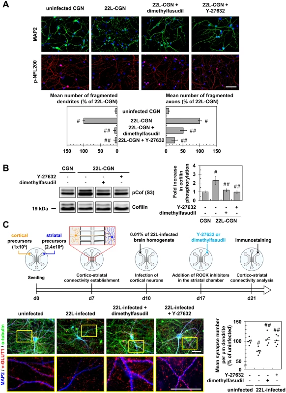 Inhibition of ROCK protects primary neuronal cultures from prion-induced synapse disconnection and neurite degradation.