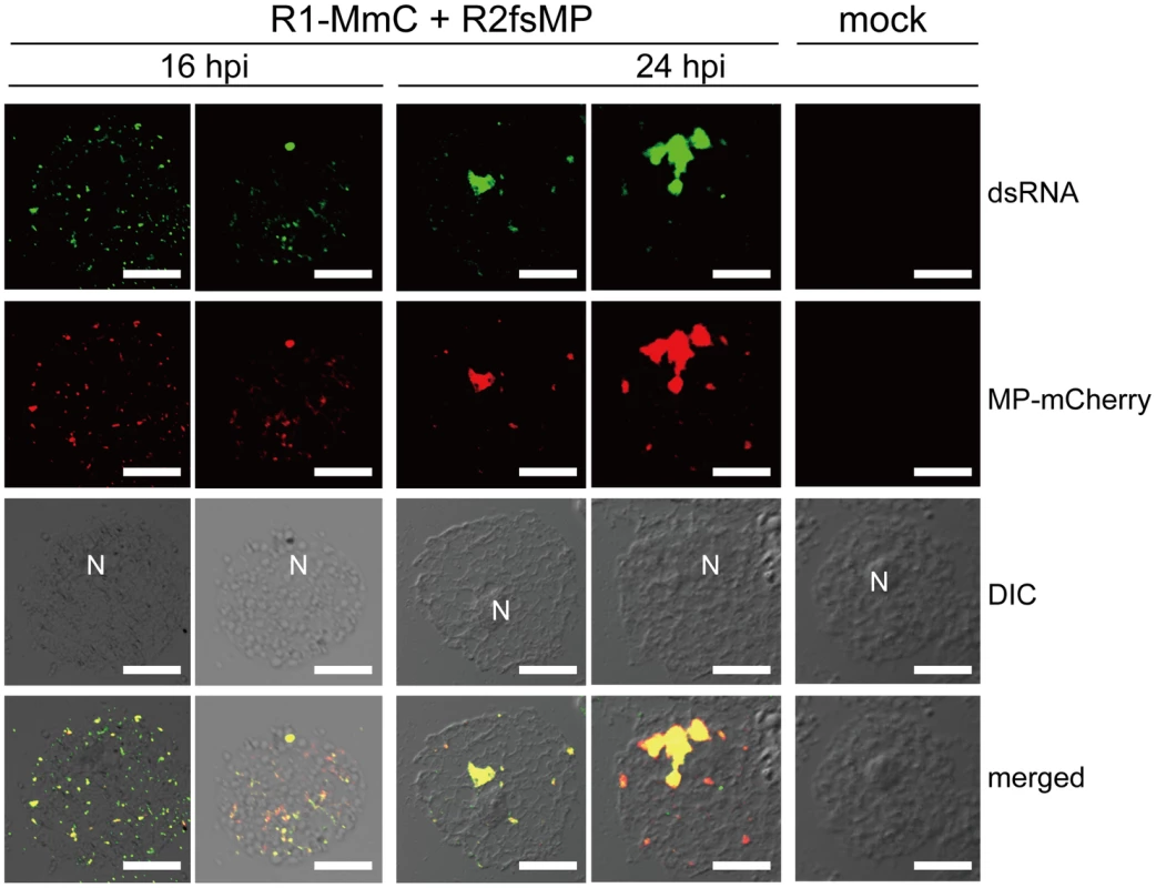 Cortical punctate structures that contain RCNMV MP are sites of viral RNA replication.