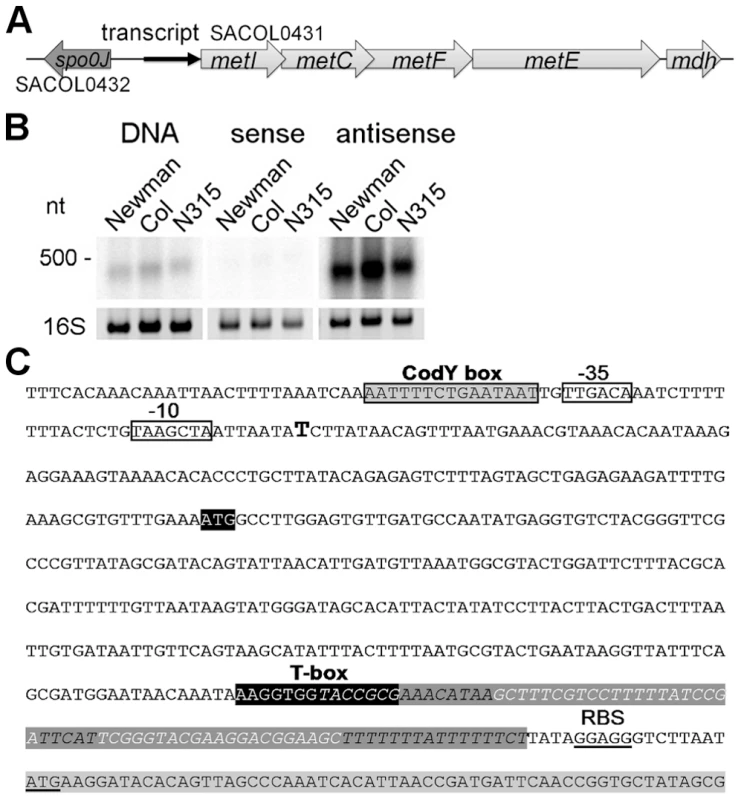 Determination of a leader RNA transcript upstream of methionine biosynthesis genes.