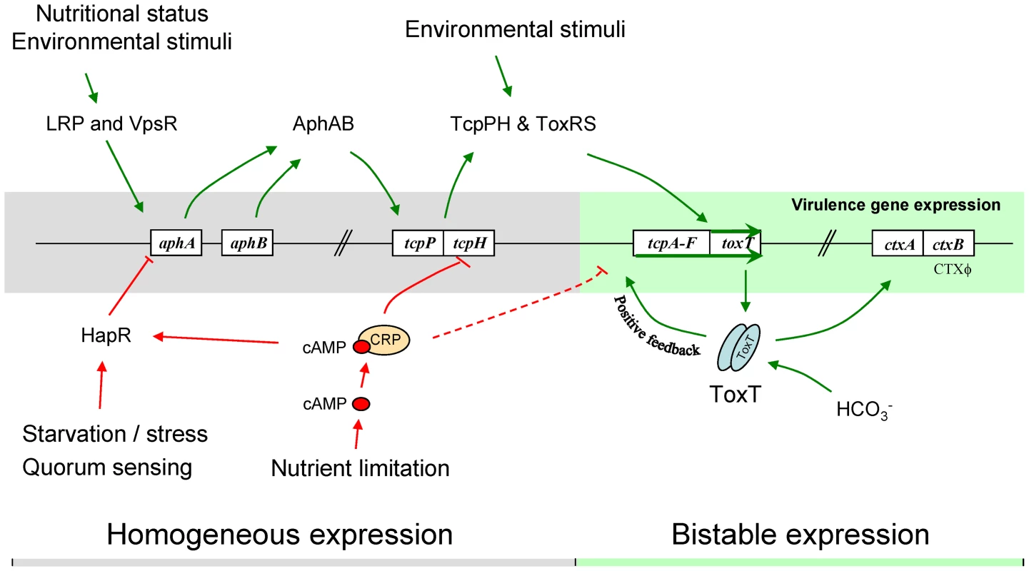 Model of the regulation of the <i>tcpA</i> bistable phenotype.