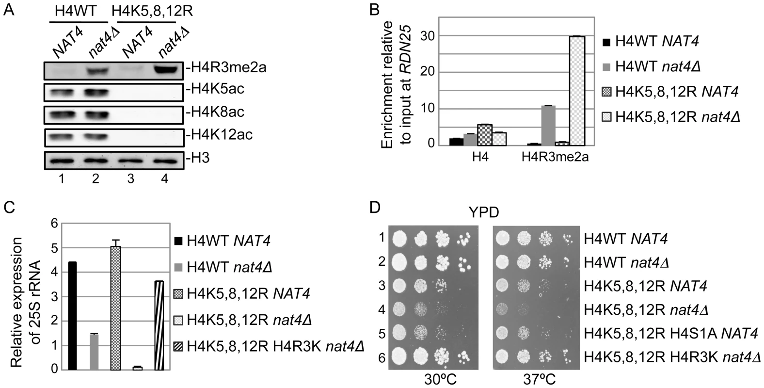 N-acH4 acts synergistically with H4K5, 8, 12 acetylation to control rDNA silencing, H4R3me2a and cell growth.