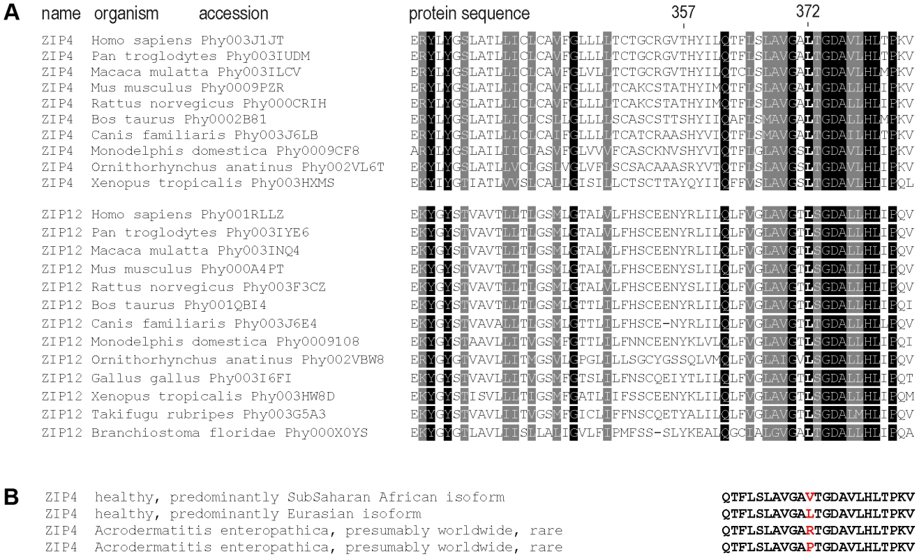 Sequence conservation and clinical relevant variation around the 372 ZIP4 position.