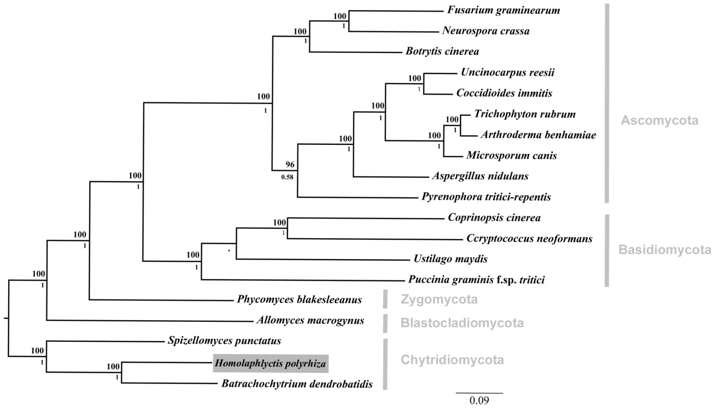 Phylogenetic relationships among the 19 taxa used in comparative genomics analyses.