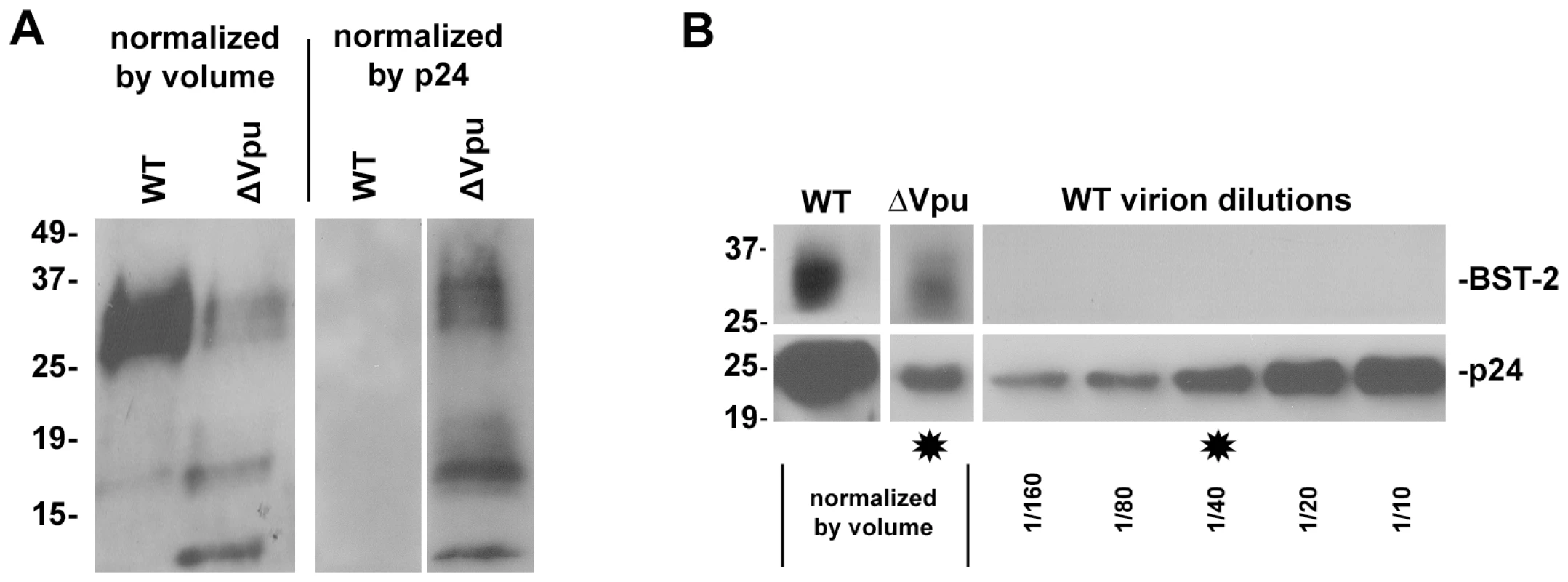 Virion-associated BST-2 detected by immunoblot.