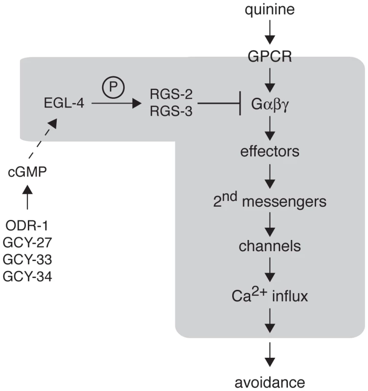 Model for EGL-4 regulation of nociceptive signaling.