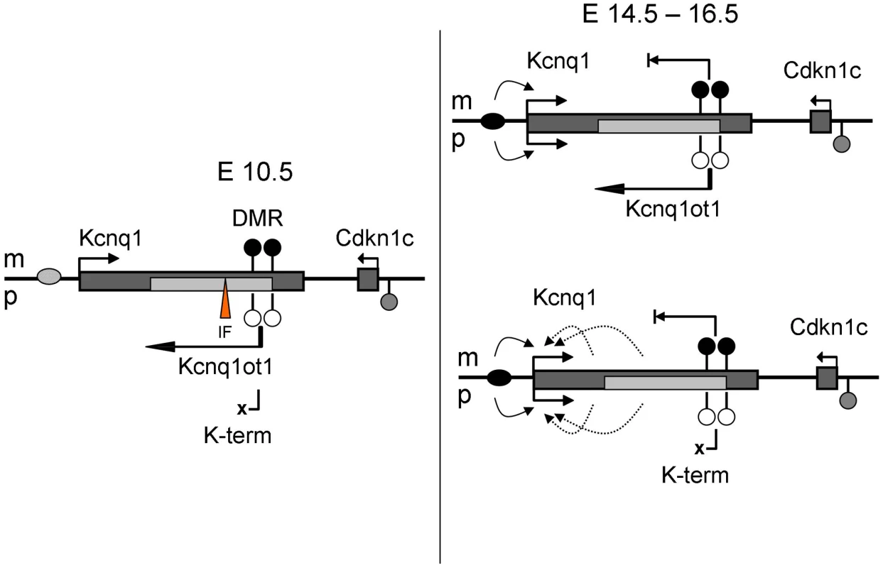 Model for regulation of <i>Kcnq1</i> in the embryonic heart.