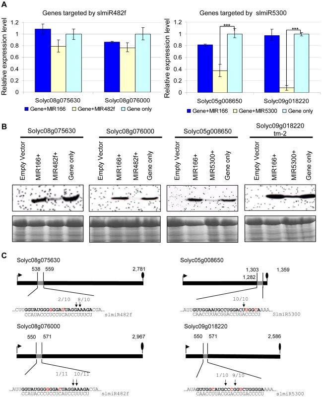 Co-expression of slmiRNAs and predicted targets in <i>Nicotiana benthamiana</i> leaves.