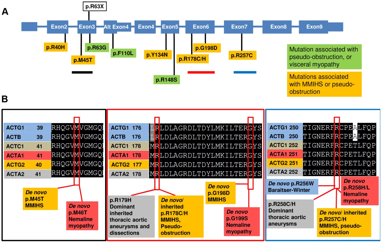 <i>ACTG2</i> mutations affect conserved residues that are also targets for Mendelian disease.