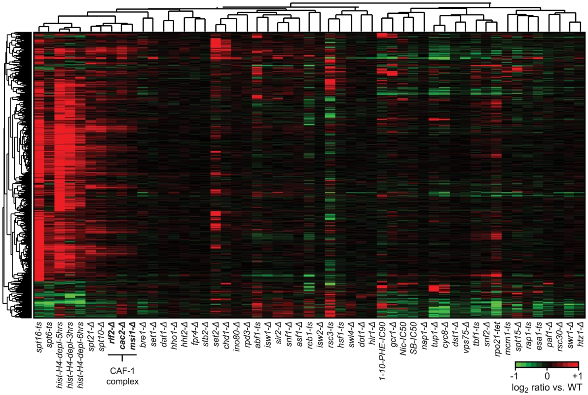 Cryptic antisense transcripts in CAF-1 complex mutants.