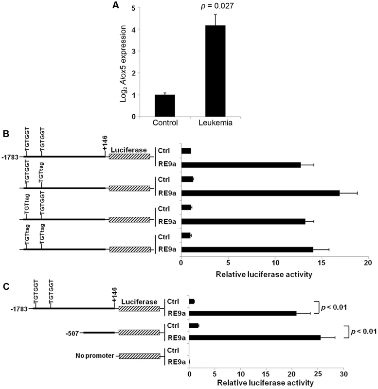 Upregulation of <i>Alox5</i> in acute myeloid leukemia and by RUNX1-ETO9a.