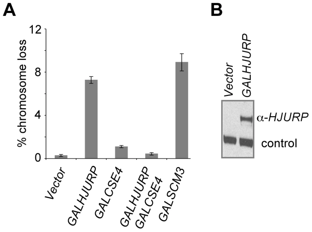 Overexpression of <i>HJURP</i> causes chromosome missegregation in budding yeast.