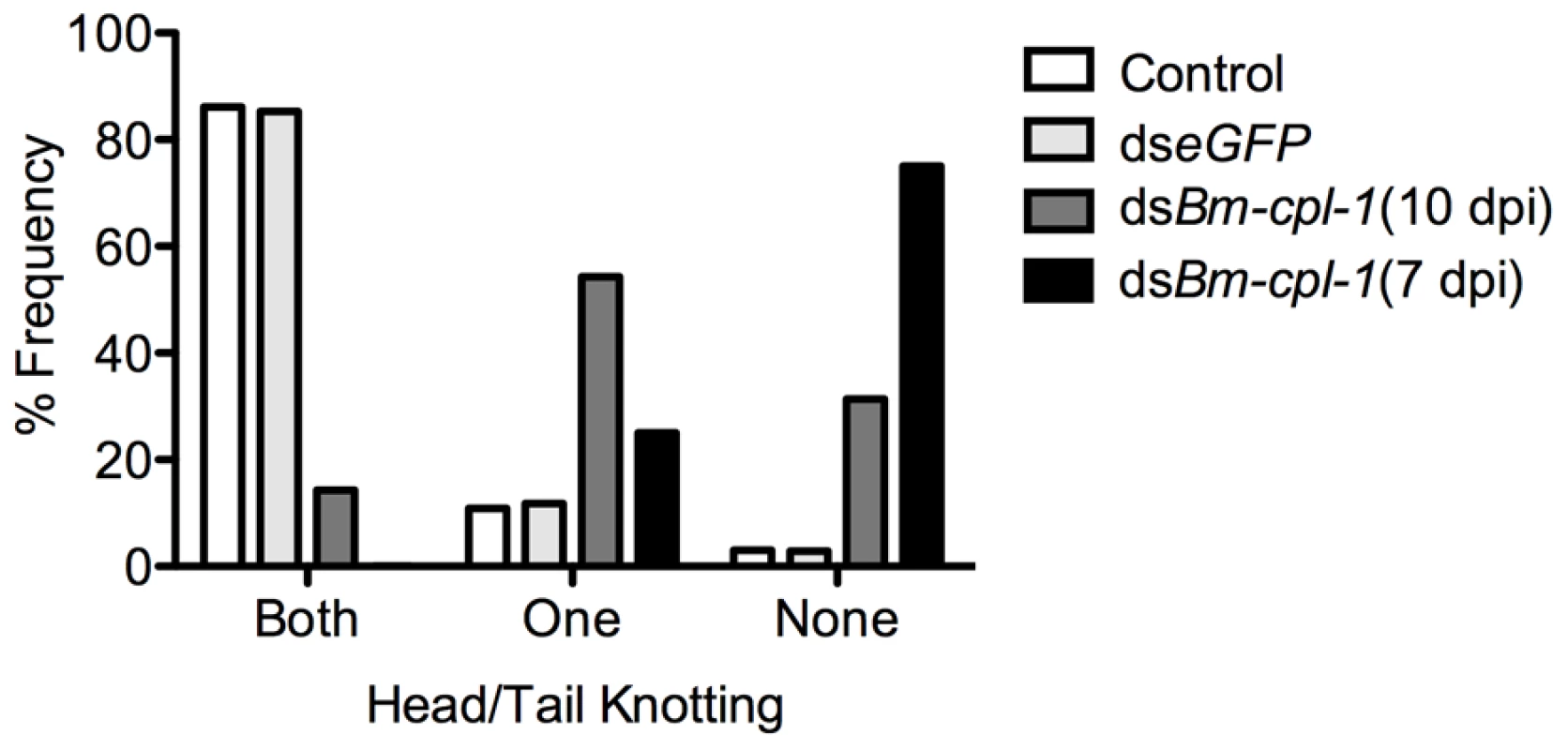 Disrupted motile phenotypes of dsRNA <i>Bm-cpl-1</i>-exposed <i>B. malayi</i>.
