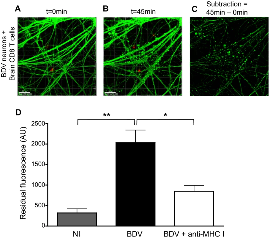 Interaction with brain-purified CD8 T cells induces early morphological changes of BDV-infected neurons.