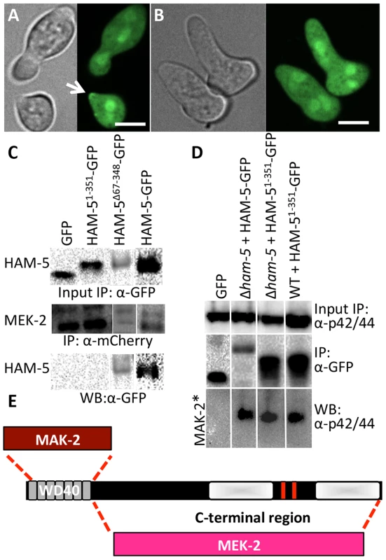 The WD40 domain of HAM-5 interacts with MAK-2, while the C-terminus interacts with MEK-2.
