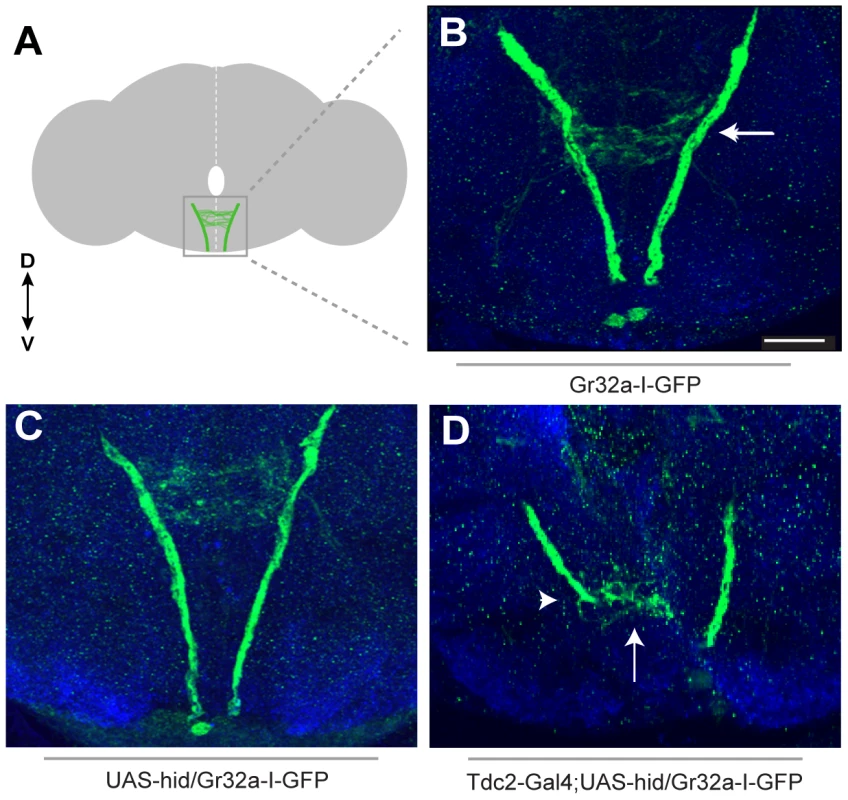 Removing OA neurons significantly alters Gr32a axonal projections.