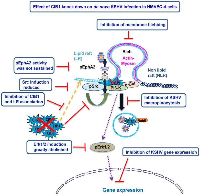 Model depicting the impact of CIB1 shRNA on KSHV macropinocytosis and productive <i>de novo</i> infection in HMVEC-d cells.