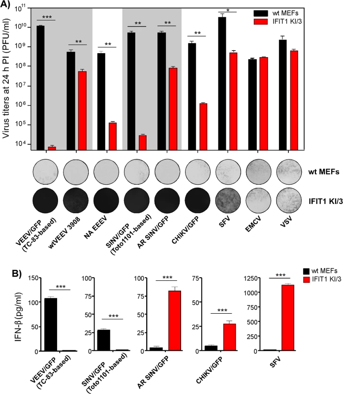 Wild type, but not tissue culture-adapted, alphaviruses are resistant to IFIT1-mediated replication inhibition and induce IFN-β in IFIT1-expressing cells.