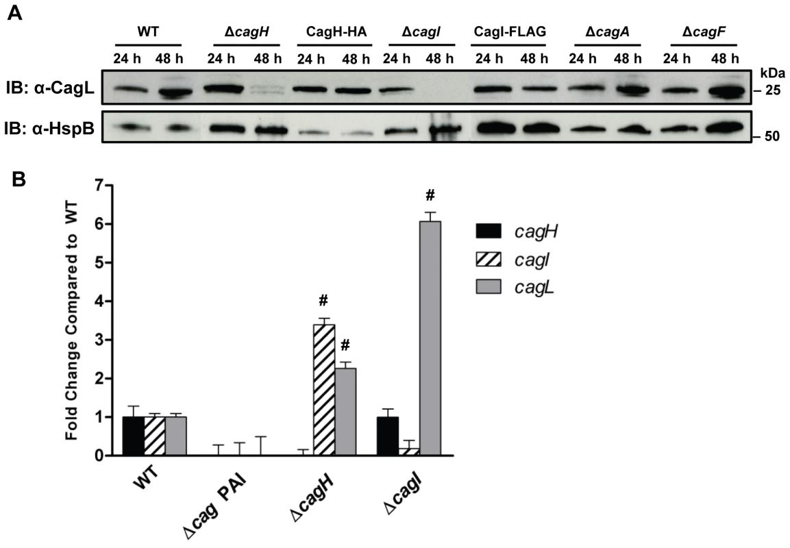 Analysis of CagL expression in Δ<i>cagH</i> and Δ<i>cagI</i> mutants.