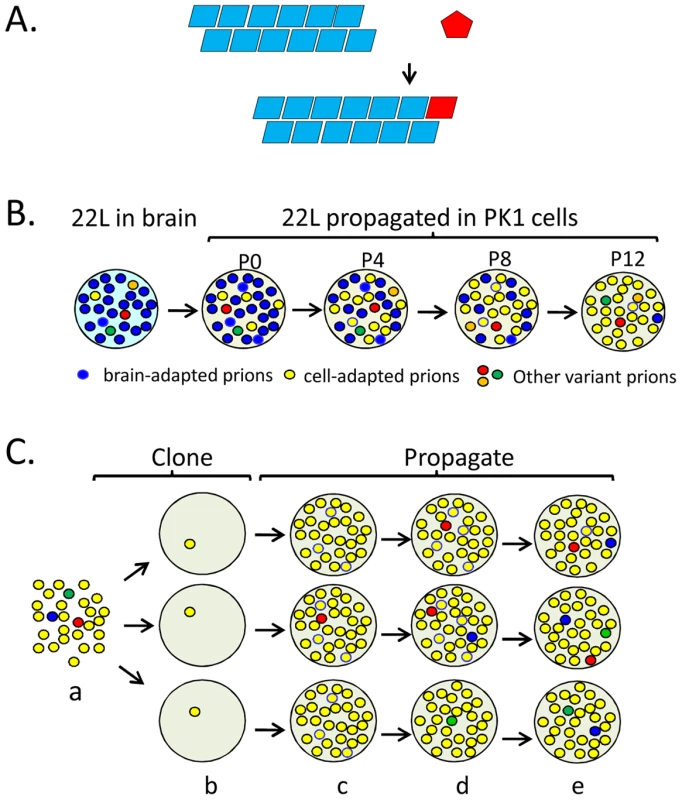 Propagation, mutation, and selection of prions in cultured cells.