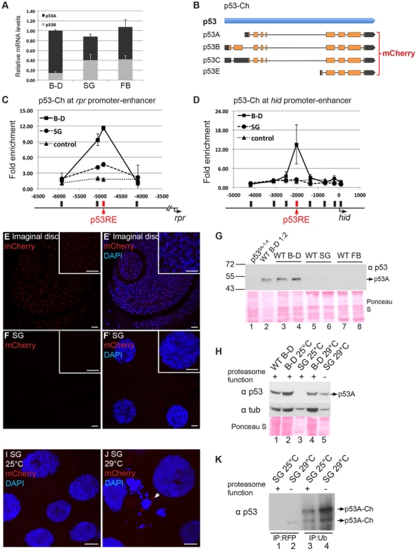 Proteasome-dependent p53 protein degradation in endocycling cells.