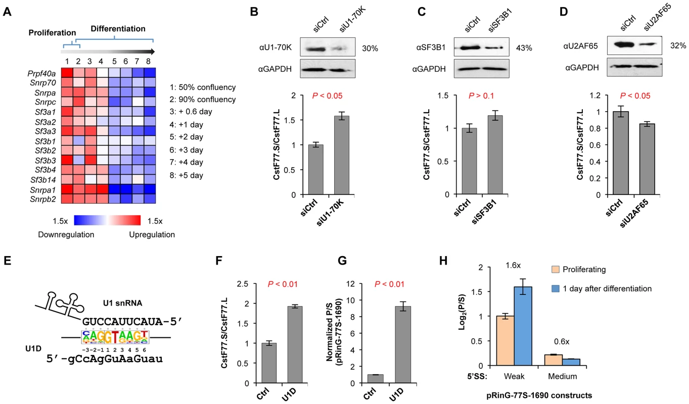 U1 snRNP regulates the usage of intronic pA of CstF-77 gene.