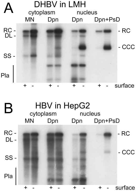 DHBV replication in avian cells and HBV replication in human cells.