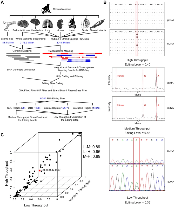Genome-wide identification and verification of RNA editome in one rhesus macaque.