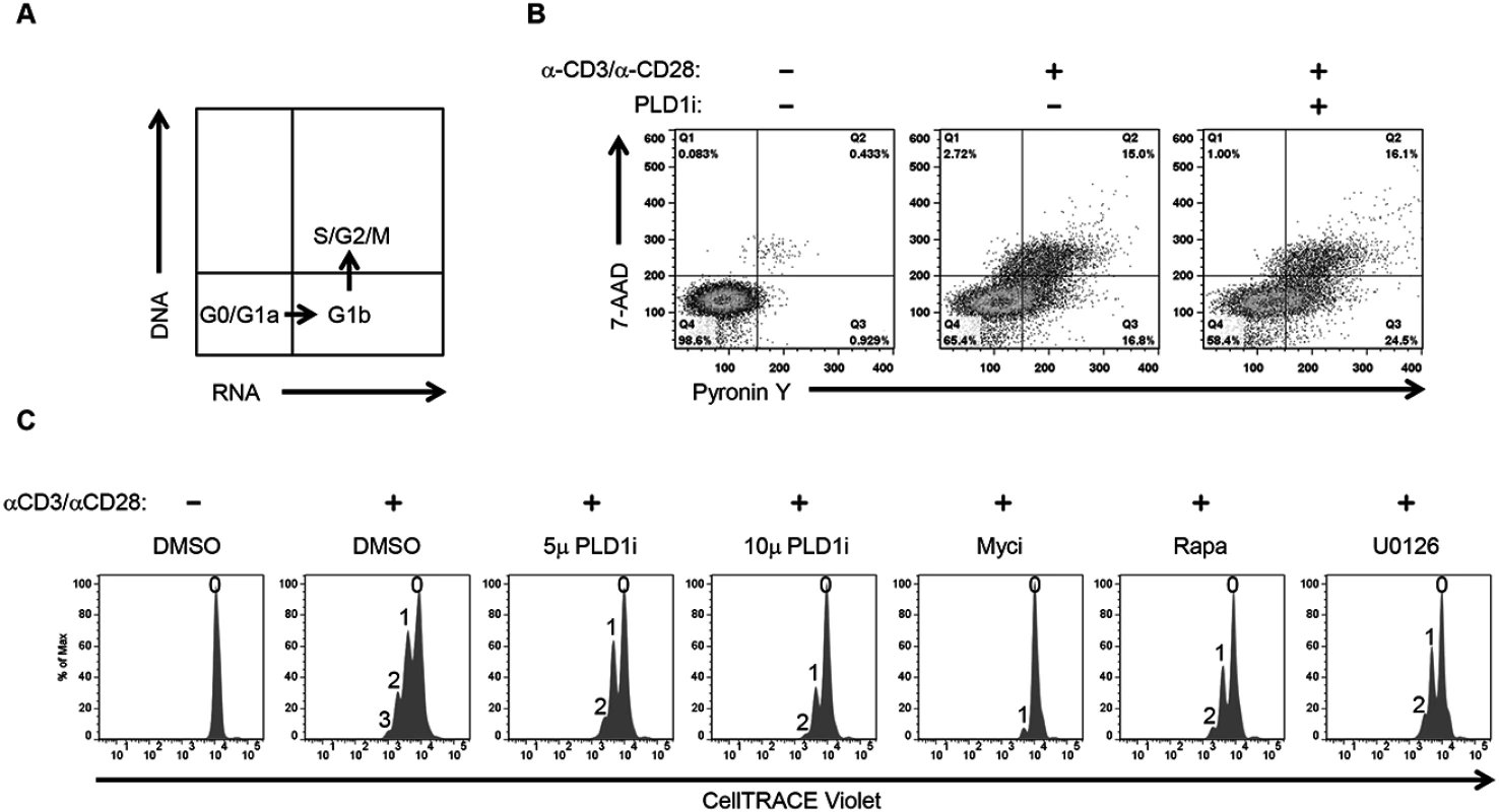 Inhibition of PLD1 activity limits proliferation of activated CD4+ T cells.
