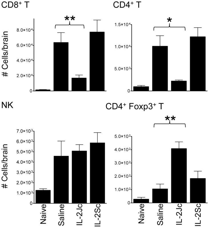 IL-2Jc blocks conventional T cell recruitment to the brain during ECM.