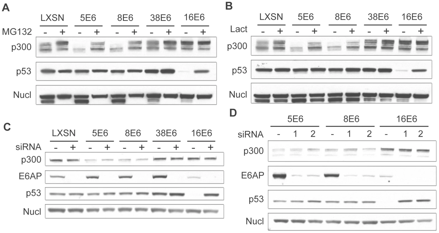 β HPV 5 and 8E6 degrade p300 in a proteasomal-dependent, E6AP-independent manner.