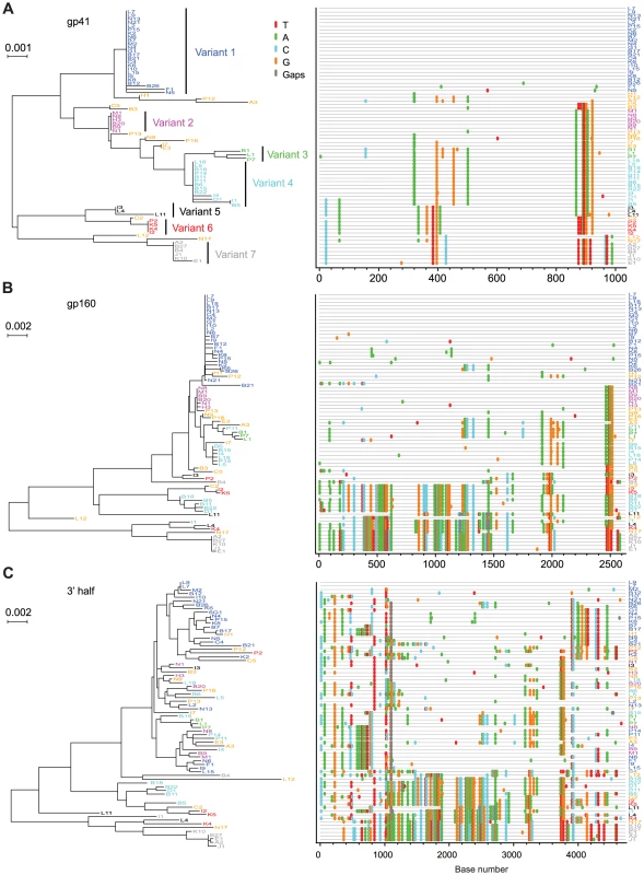 NJ trees and <i>Highlighter</i> plots of HIV-1 diversity in <i>env</i> gp41, <i>env</i> gp160 and 3′ half genomes in subject 7010100068.