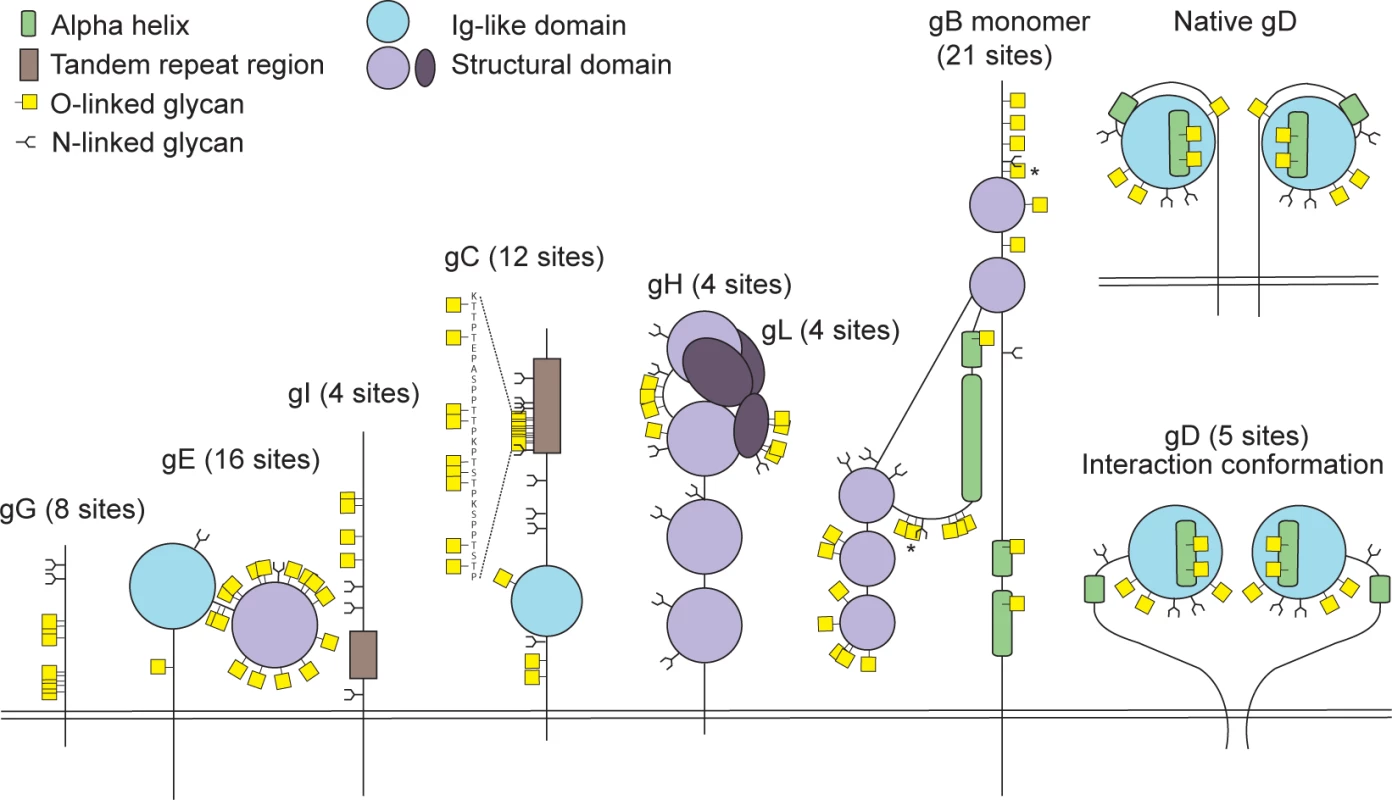 Identified O-linked glycosylation sites on HSV-1 envelope glycoproteins.