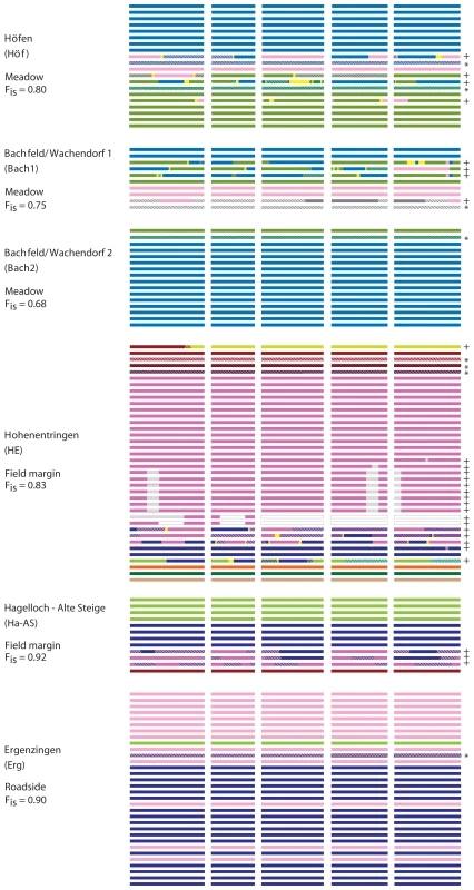 Diagram of haplotype block identity and recombination patterns in several rural stands.